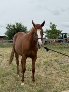 Elad� 2 �ves quarter horse kanca 