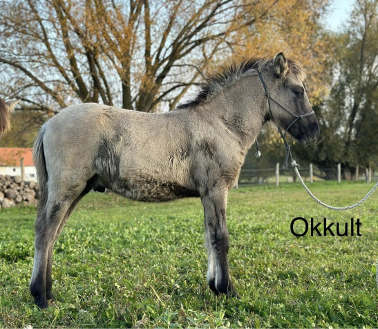 Elad 1 ves kunfak mn 