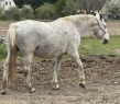 Elad 11 ves lipicai kanca 