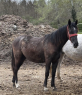 Elad 2 ves lipicai kanca 