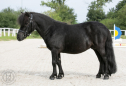 Elad 8 ves shetland pni mn 