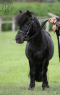 Elad 8 ves shetland pni mn 