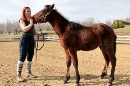 Elad 1 ves painthorse mn 