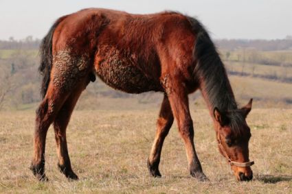 Elad 1 ves painthorse mn 