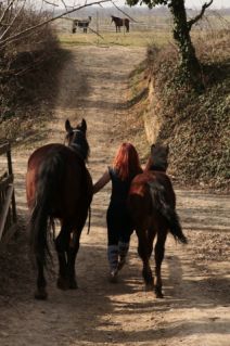 Elad 1 ves painthorse mn 