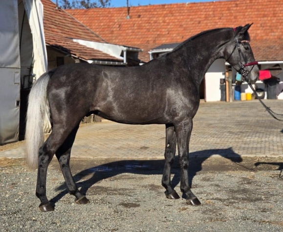 Elad 3 ves holland sportl/KWPN herlt 