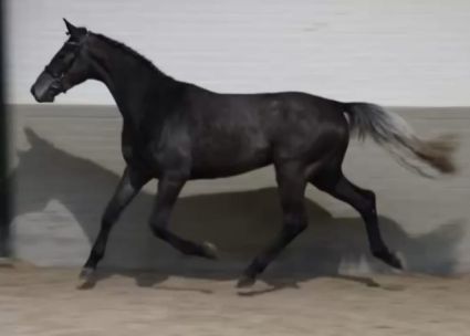 Elad 3 ves holland sportl/KWPN herlt 