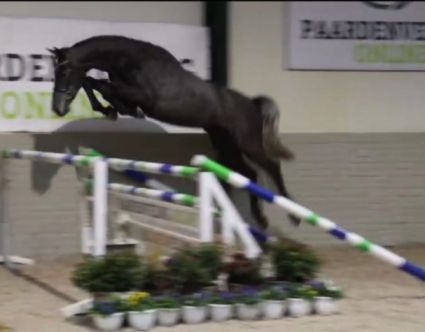 Elad 3 ves holland sportl/KWPN herlt 