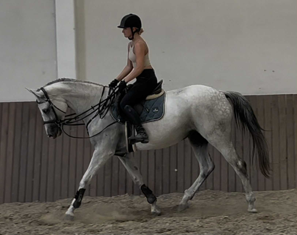 Elad 5 ves magyar sportl kanca 