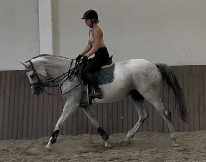 Elad 5 ves magyar sportl kanca 