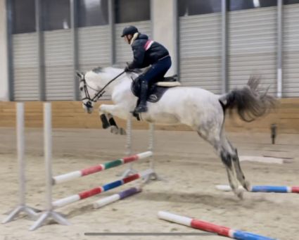 Elad 5 ves magyar sportl kanca 