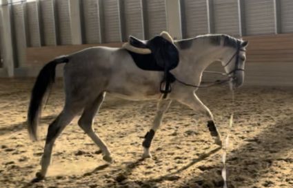 Elad 5 ves magyar sportl kanca 