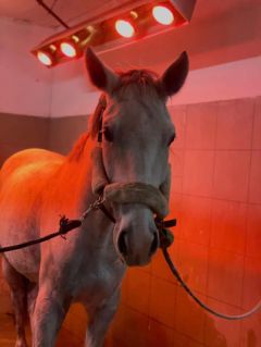 Elad 5 ves magyar sportl kanca 