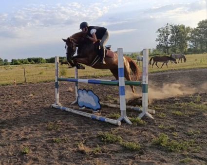 Elad� 6 �ves magyar f�lv�r kanca 