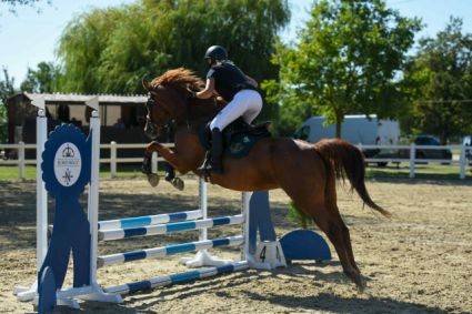 Elad� 6 �ves magyar f�lv�r kanca 