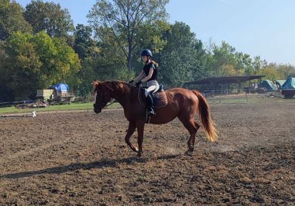 Elad� 6 �ves magyar f�lv�r kanca 