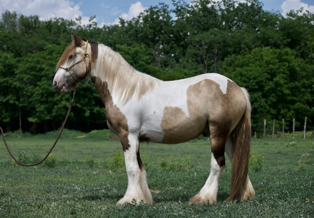 Elad� 2 �ves tinker m�n 