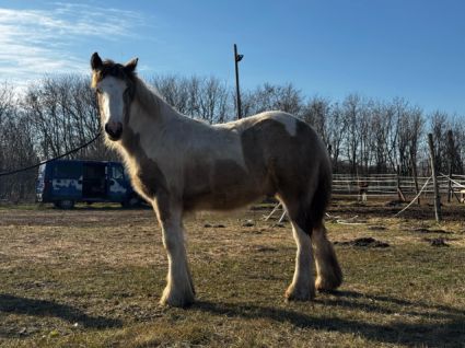 Elad� 2 �ves tinker m�n 