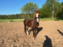 Elad 20 ves holland sportl/KWPN herlt 