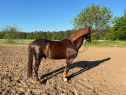 Elad 20 ves holland sportl/KWPN herlt 