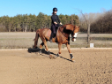 Elad 20 ves holland sportl/KWPN herlt 