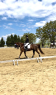 Elad 20 ves holland sportl/KWPN herlt 