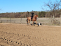Elad 20 ves holland sportl/KWPN herlt 