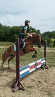 Elad� 7 �ves haflingi kanca 