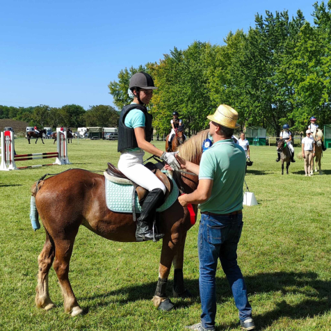 Elad� 7 �ves haflingi kanca 