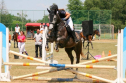 Elad 7 ves quarter horse kanca 