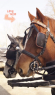 Elad 7 ves quarter horse kanca 