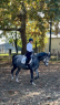 Elad 7 ves quarter horse kanca 