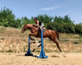 Elad 8 ves magyar sportl kanca 