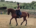 Elad 8 ves magyar sportl kanca 