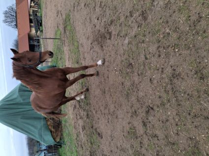 Elad� 3 �ves magyar sportf�lv�r kanca 