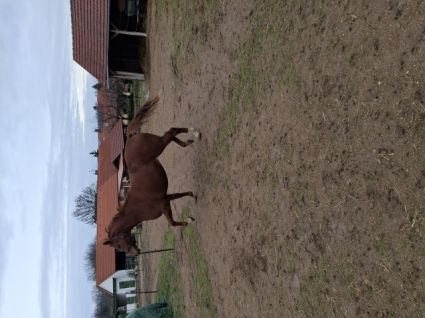Elad� 3 �ves magyar sportf�lv�r kanca 