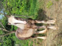 Elad 11 hnapos tinker mn 