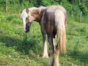 Elad 11 hnapos tinker mn 
