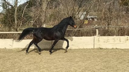 13 �ves furioso m�n 