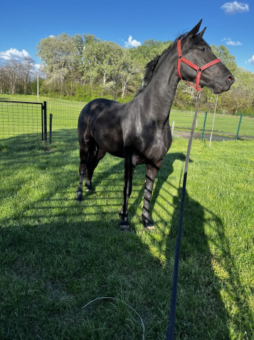 Elad� 3 �ves magyar f�lv�r kanca 