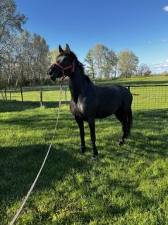 Elad� 3 �ves magyar f�lv�r kanca 