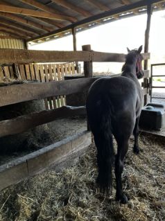 Elad� 3 �ves magyar f�lv�r kanca 