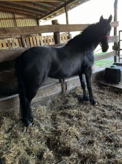 Elad� 3 �ves magyar f�lv�r kanca 