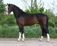 Elad 7 ves holland sportl/KWPN mn 