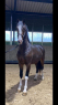 Elad 7 ves holland sportl/KWPN mn 