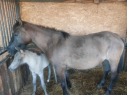 Elad 5 ves hucul kanca 