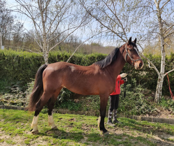 Elad� 5 �ves magyar sportf�lv�r her�lt 