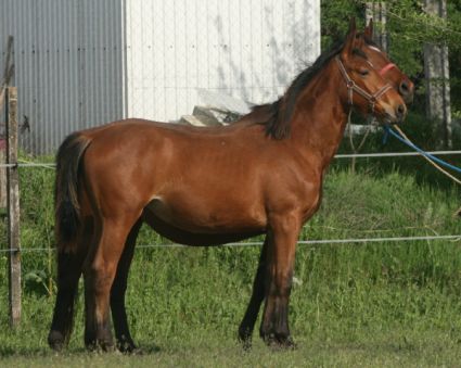 Elad� 2 �ves magyar sportl� kanca 
