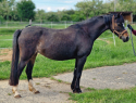 Elad 16 ves welsh pni kanca 