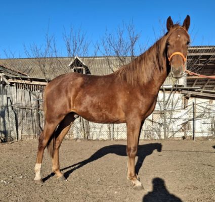 Elad� 2 �ves gidr�n m�n 